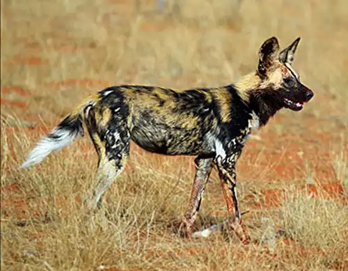 African wild dog (Lycaon pictus)