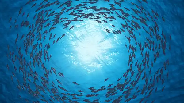 Sustainable Fisheries