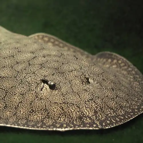 Ocellate river stingray (Potamotrygon motoro)
