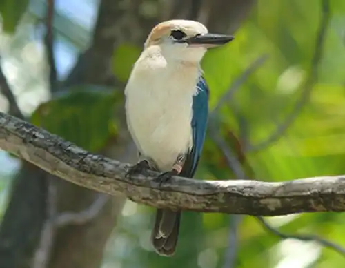 Mangareva kingfisher (Todiramphus gambieri)