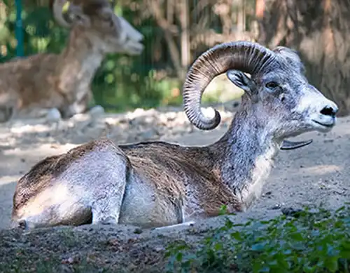 Altai argali (Ovis ammon ammon)