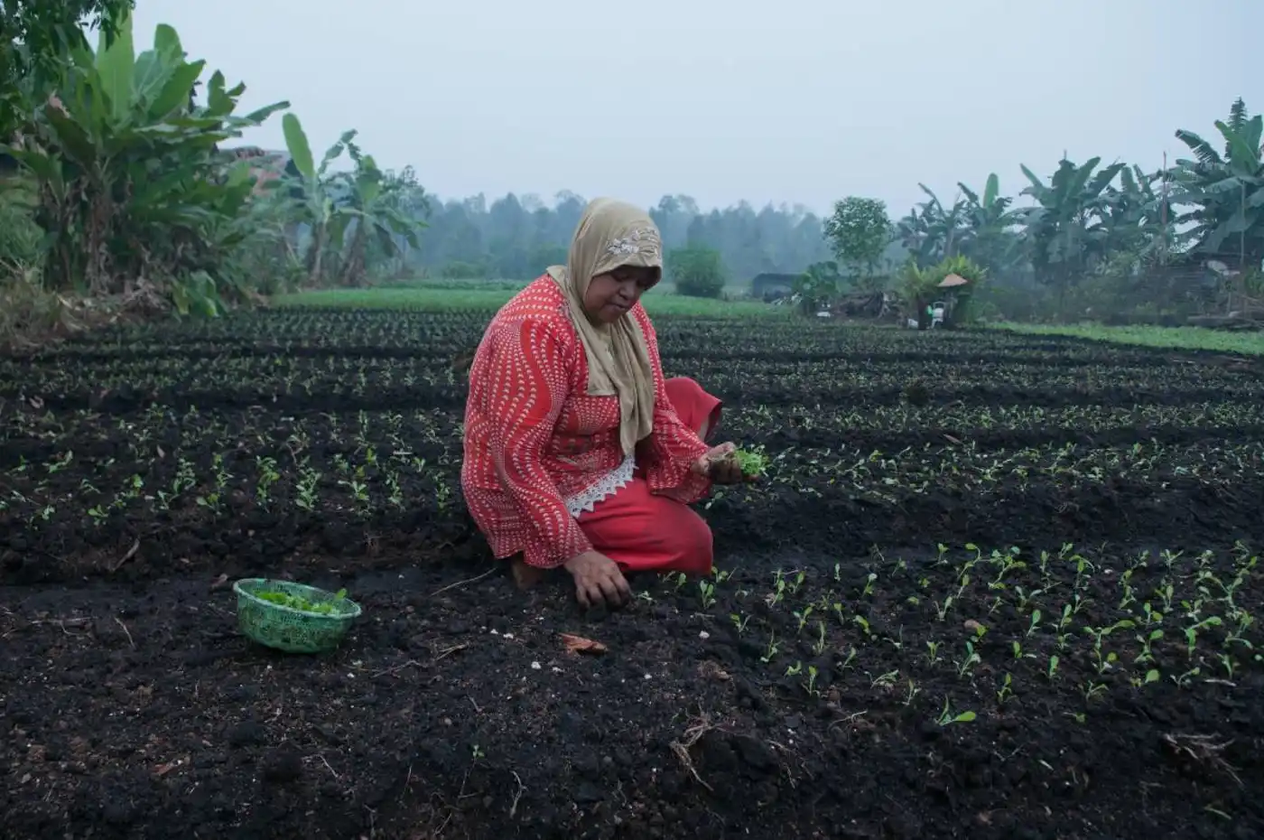 Empowering the Peasant Movement of the Philippines to Secure Land Tenure Rights and Create a Climate-resilient Food System