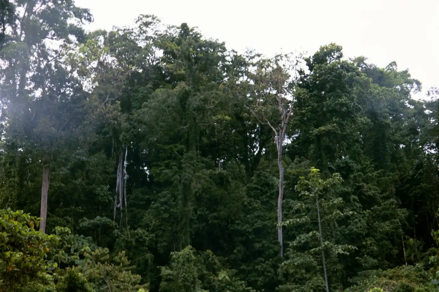 New Guinea & Surrounding Islands (AU13)