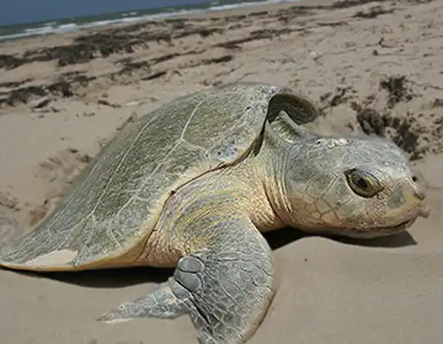 Kemp's ridley sea turtle (Lepidochelys kempii)