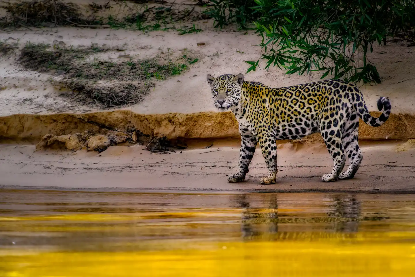 Jaguars: Kings of the jungle, balancing the Amazon's rich biodiversity
