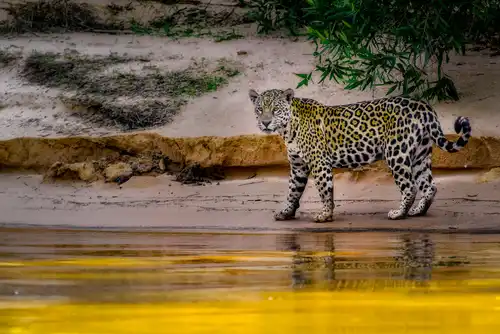 Jaguar (Panthera onca)