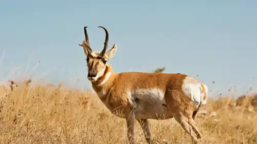 Pronghorn (Antilocapra americana)