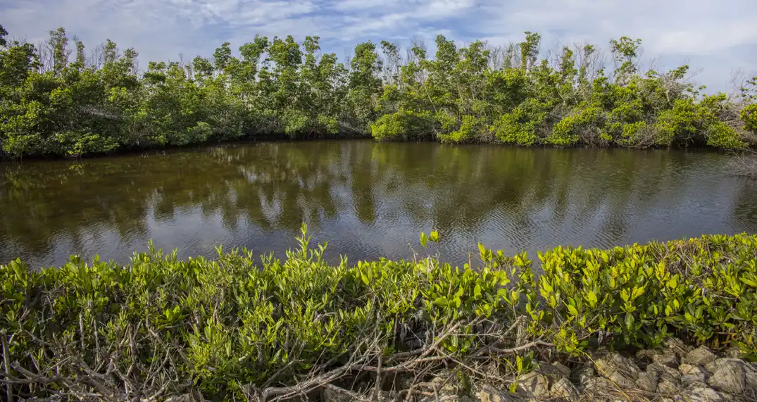 Mangrove Restoration