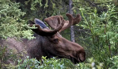 Moose (Alces alces)