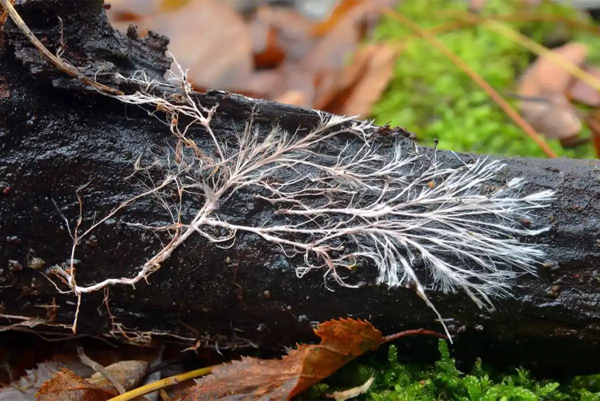 Fungi