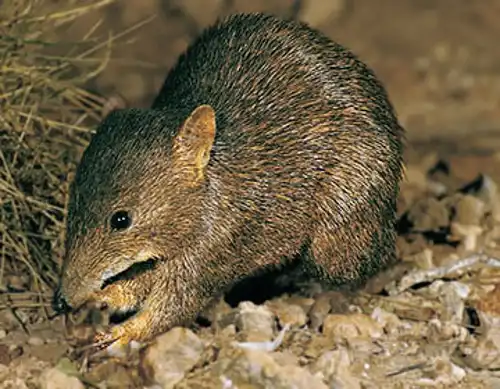 Golden bandicoot (Isoodon auratus)