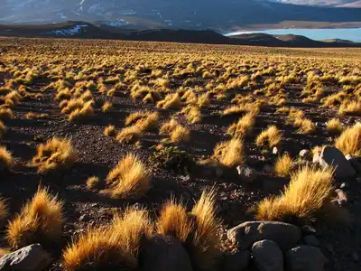 Andean Mountain Grasslands (NT5)