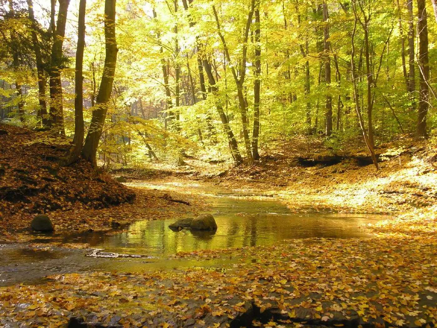 Interior Plateau & Southern Great Lakes Forests (NA23)