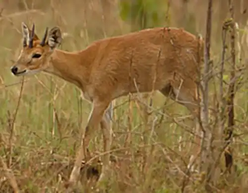 Four-horned antelope (Tetracerus quadricornis)