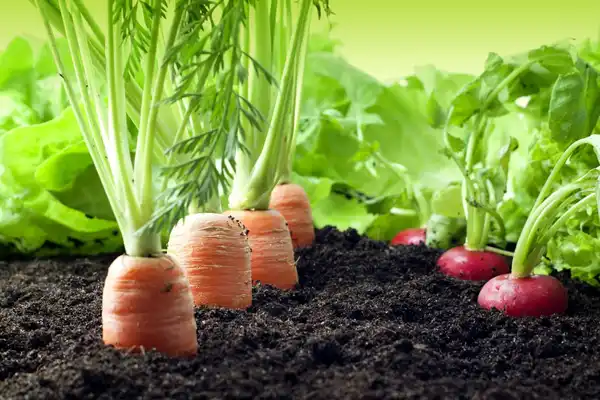 Urban Gardening