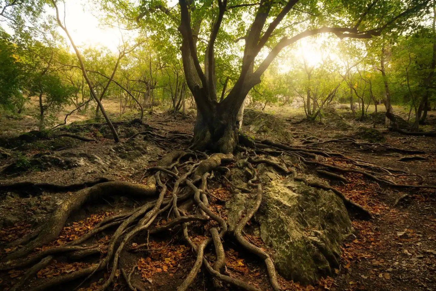 Welcome to the Wood Wide Web