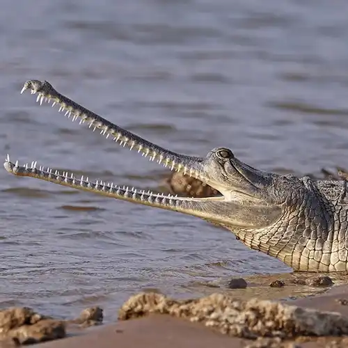 Gharial crocodile (Gavialis gangeticus)