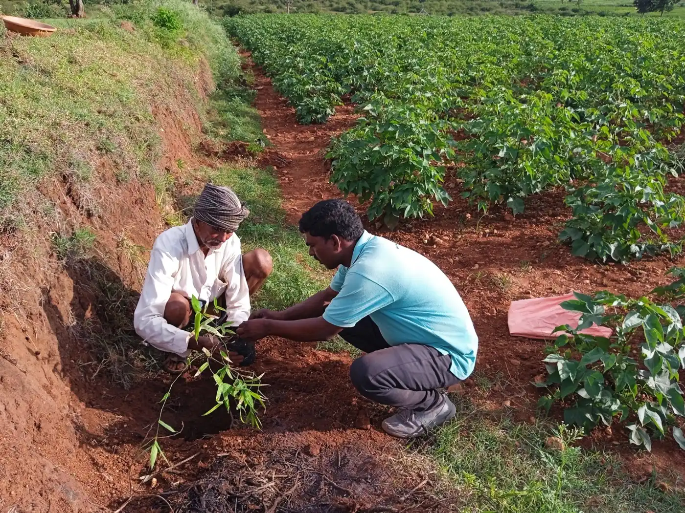 Growing Native Trees With Local Farmers to Protect India’s Wildlife