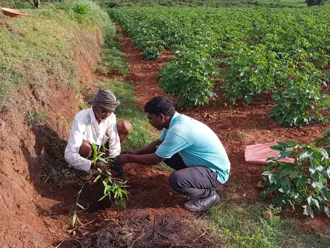 Growing Native Trees With Local Farmers to Protect India’s Wildlife