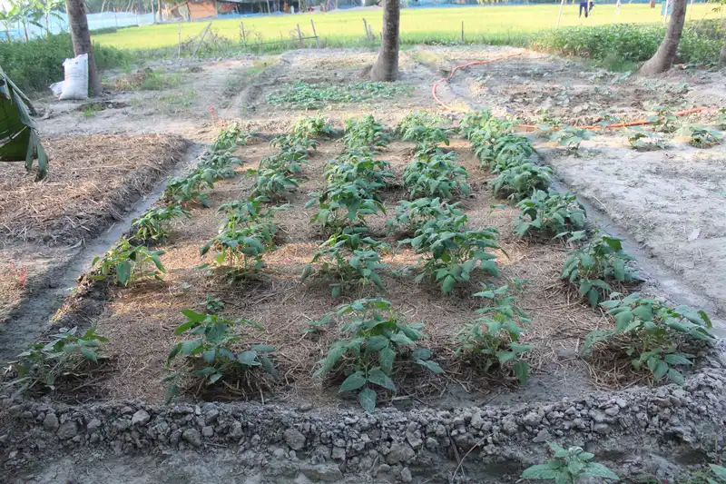 Agroecological farming in a coastal village: mixed crops with mulch and organic soil amendments demonstrate climate-adaptive cultivation practices. Dhumghat, Shaymnagor, Satkhira, Bangladesh. Image Credit: Syed Navid Anjum Hasan.