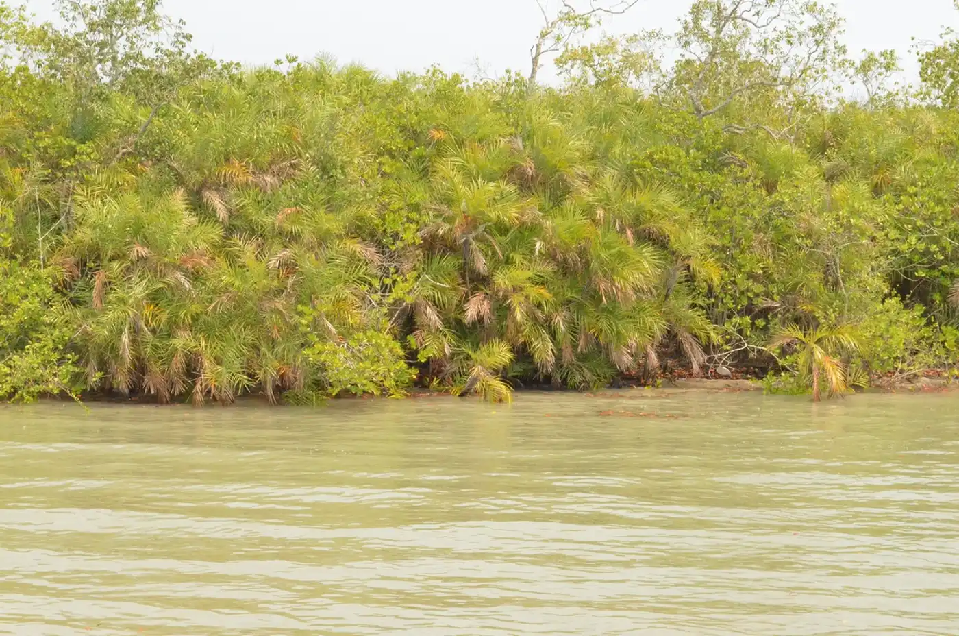 North Indian Tropical Forests & Sundarbans (IM6)