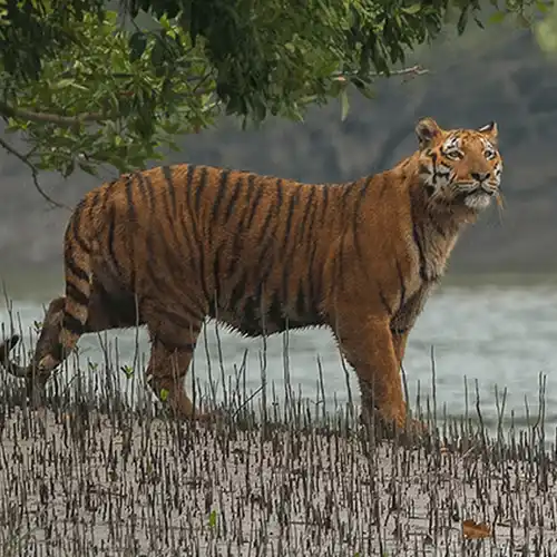 Bengal tiger (Panthera tigris tigris)