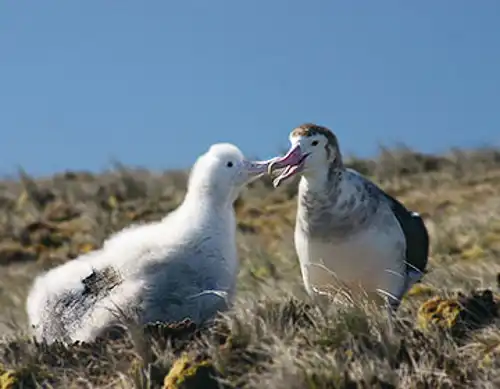 Amsterdam albatross (Diomedea amsterdamensis)