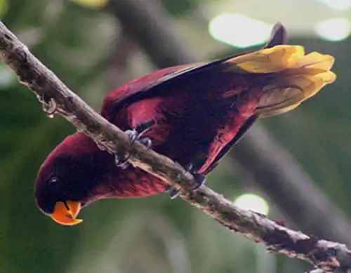 Pohnpei lorikeet (Trichoglossus rubiginosus)