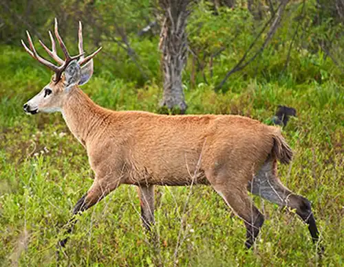 Marsh deer (Blastocerus dichotomus)