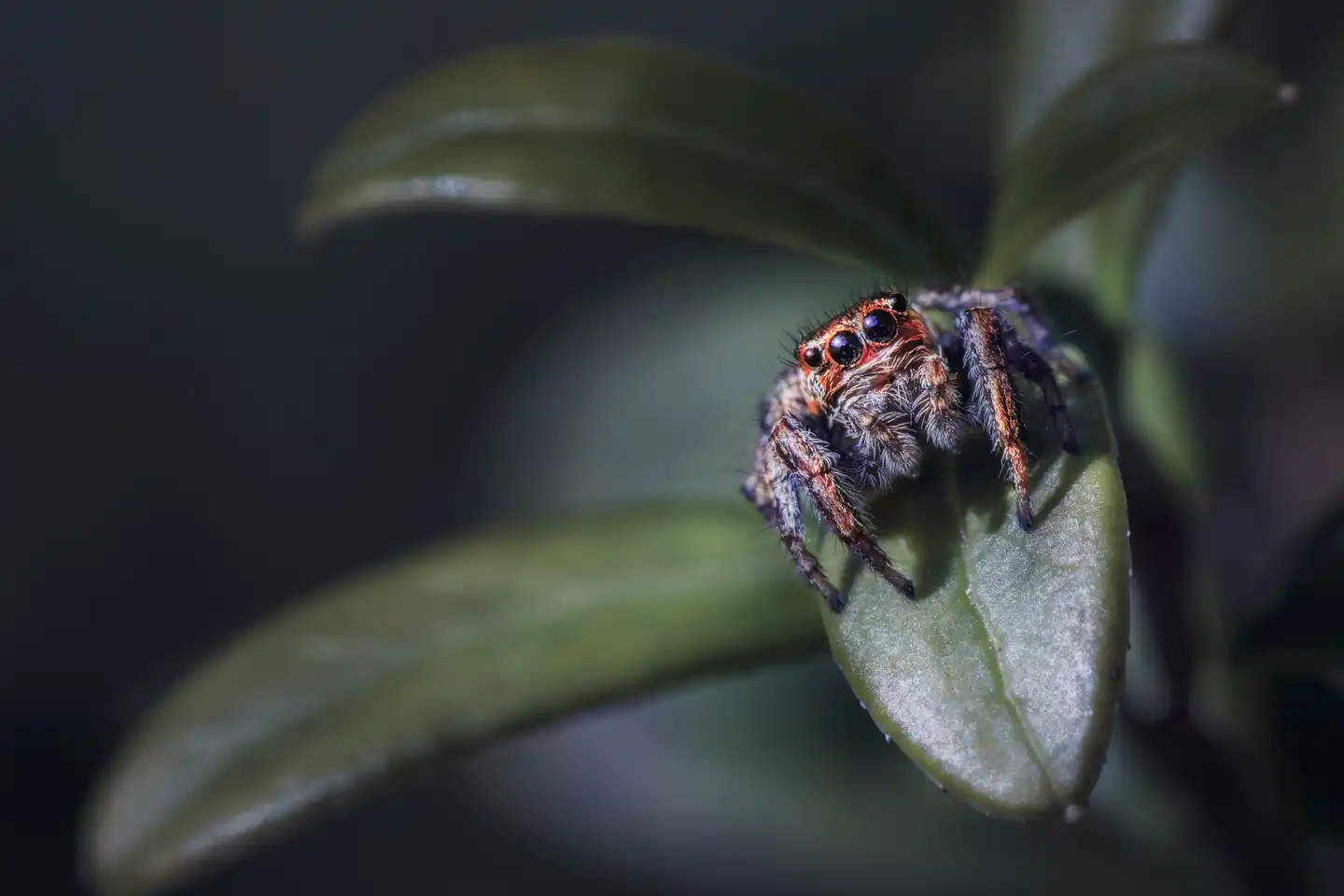 Eight surprising reasons why spiders make the best roommates