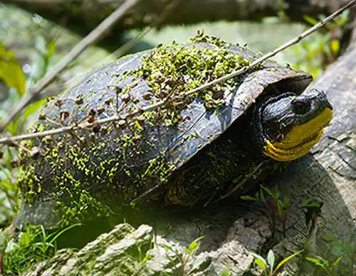 Blanding's turtle (Emydoidea blandingii)
