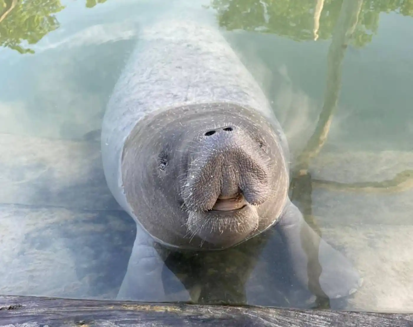 Empowering Indigenous Community-led Manatee Conservation in Quintana Roo, Mexico