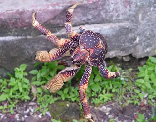 Coconut crab (Birgus latro)