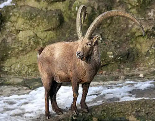 Alpine ibex (Capra ibex)