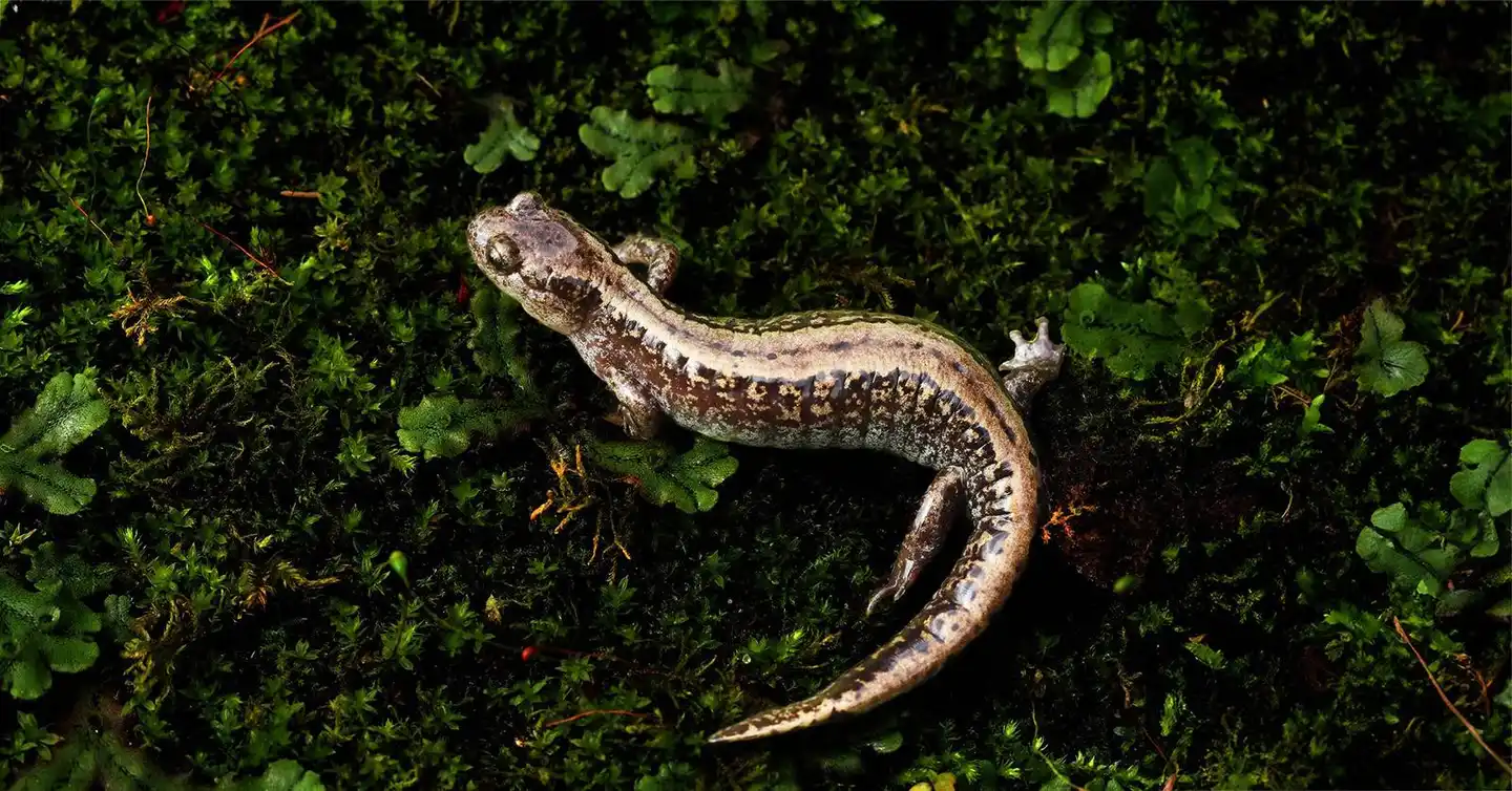 Surviving the freeze: The remarkable resilience of the Siberian salamander