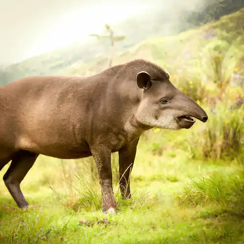 Mountain tapir (Tapirus pinchaque)