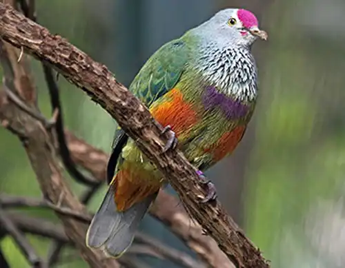 Marianas fruit pigeon (Ptilinopus roseicapilla)