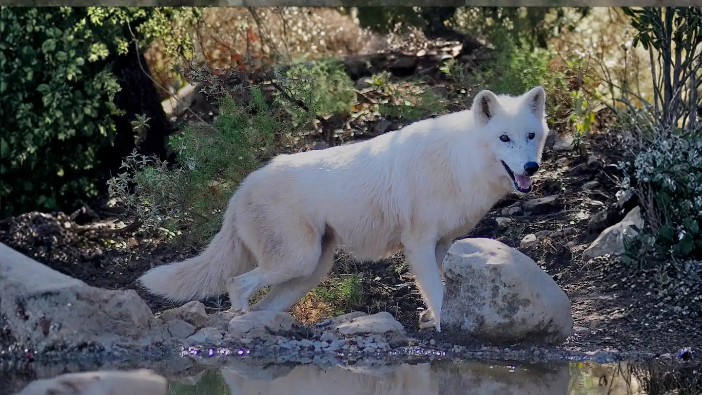 Tundra wolf: Guardian predator of the Arctic ecosystem