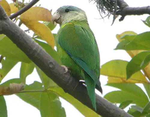 Grey-cheeked parakeet (Brotogeris pyrrhoptera)