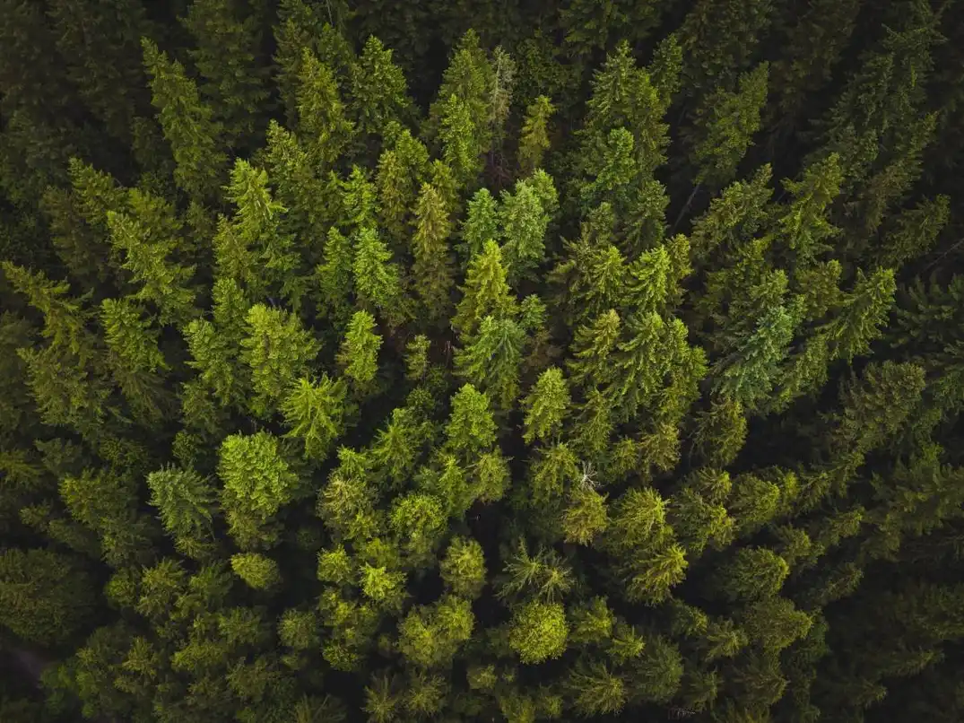 Forest Recovery