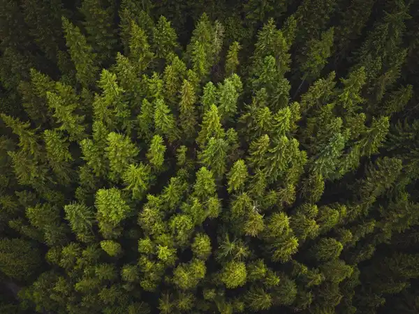 Forest Recovery