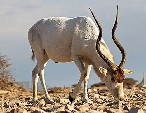 Addax (Addax nasomaculatus)