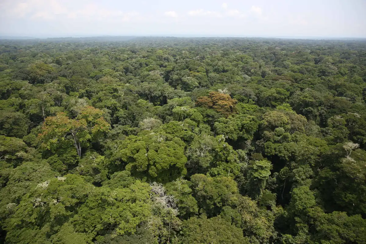 Sub-Equatorial Afrotropics