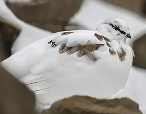 Svalbard rock ptarmigan (Lagopus muta)