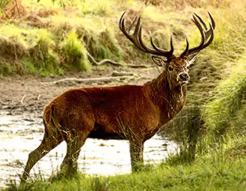 Corsican Red Deer (Cervus elaphus corsicanus)