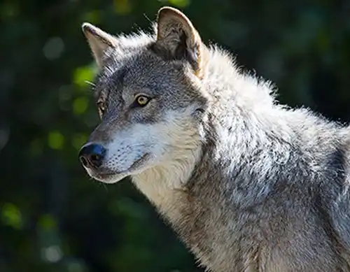 Gray wolf (Canis lupus)