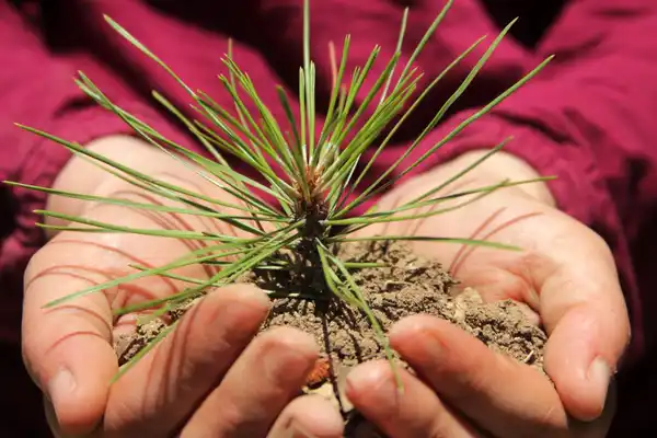 Reforestation