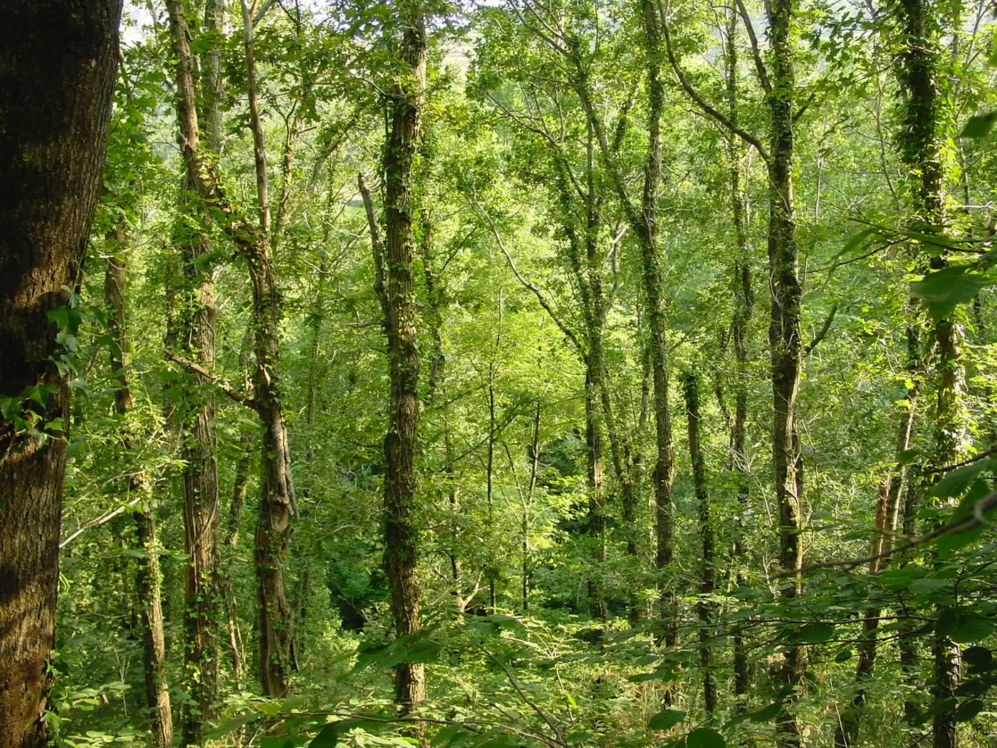 West European Coastal Mixed Forests (PA10)