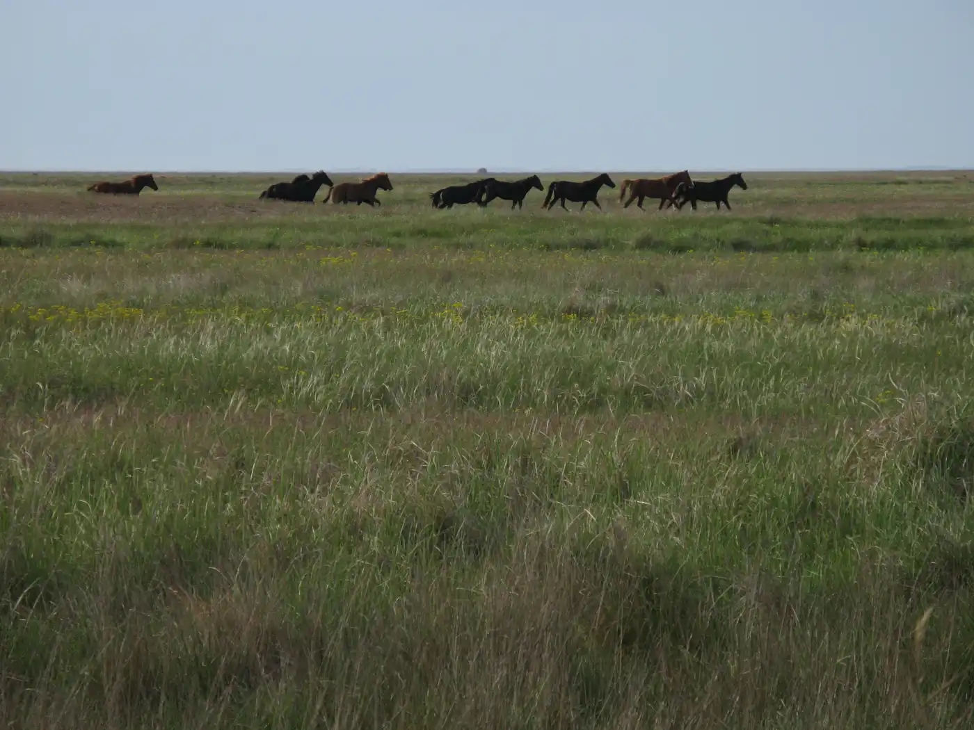 Pontic Steppe Grasslands (PA16)