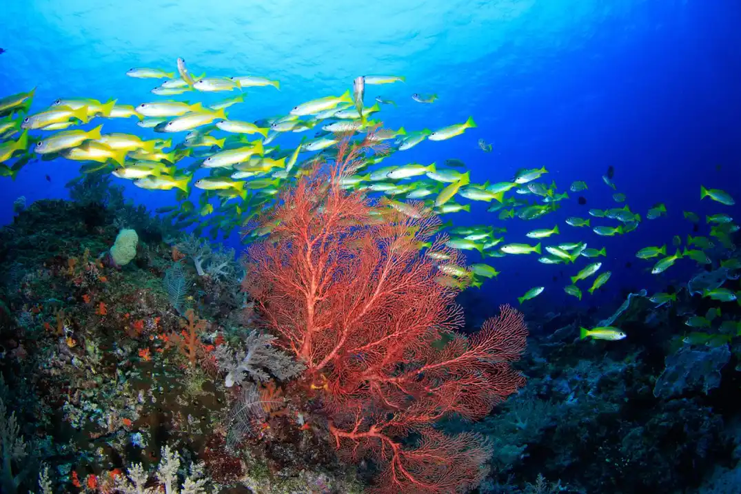 Protected Seas